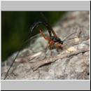 Dolichomitus messor - Schlupfwespe w01l 32mm - OS-Hasbergen Holzlagerplatz auf Eiche det06.jpg